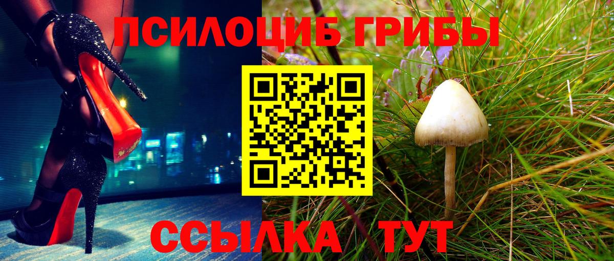 Псилоцибиновые грибы Psilocybe  Галлюциногенные грибы Psilocybine cubensis  как найти закладки  Боровичи 