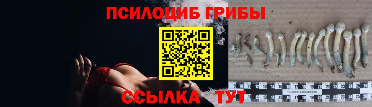 Боровичи  Псилоцибиновые грибы Cubensis  Вход с VPN 